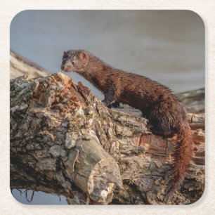 American Mink Underlägg Papper Kvadrat