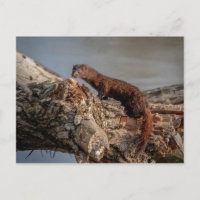 American Mink