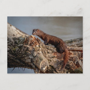 American Mink Vykort