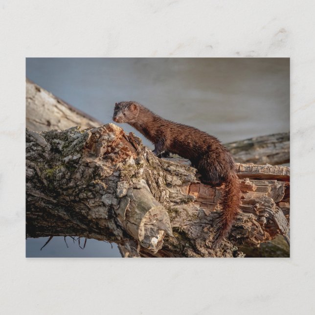 American Mink Vykort (Framsida)