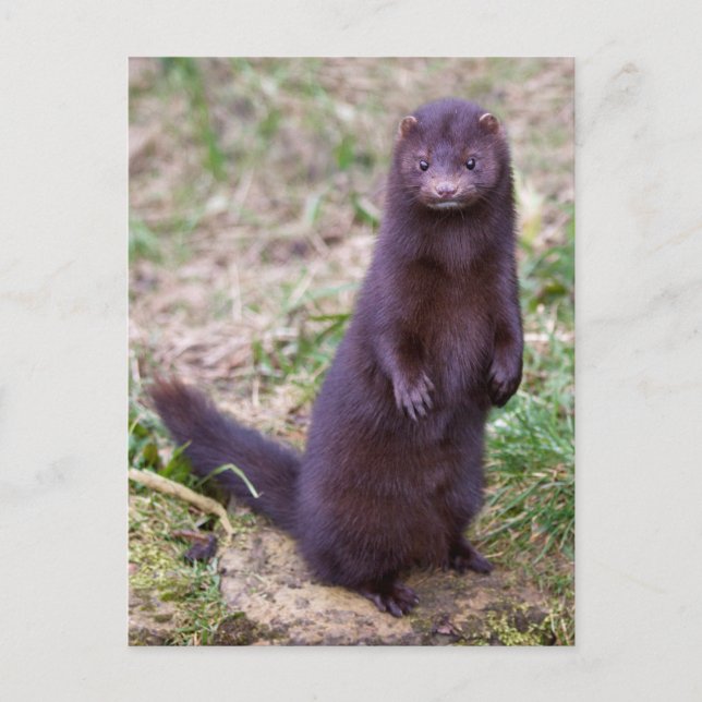 American Mink-vykort Vykort (Framsida)