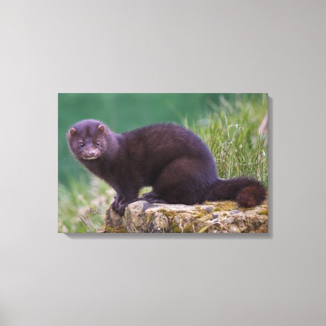 American Mink Wrapped Canvas (Framsida)