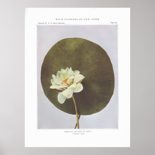 American Nelumbo eller Lotus - Nelumbo lutea Poster (Framsidan)