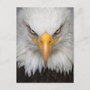 American Örn Close-up Photo Vykort
