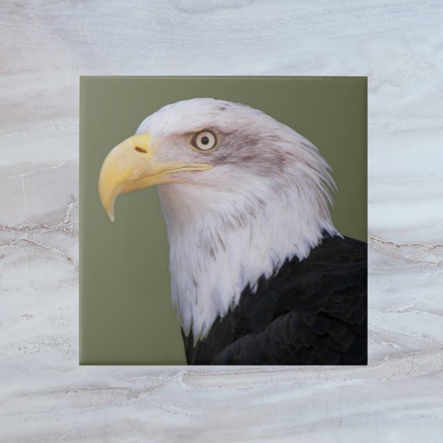American Örn Head Kakelplatta (In Situ)