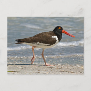 American Oystercatcher Photo Vykort