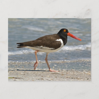 American Oystercatcher Photo Vykort