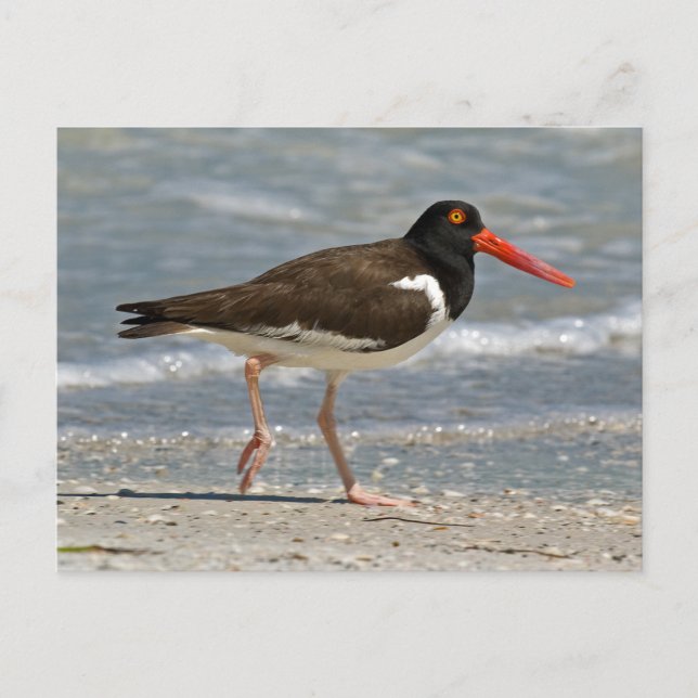 American Oystercatcher Photo Vykort (Framsida)