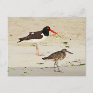 American Oystercatchers Photo Vykort