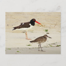 American Oystercatchers Photo Vykort