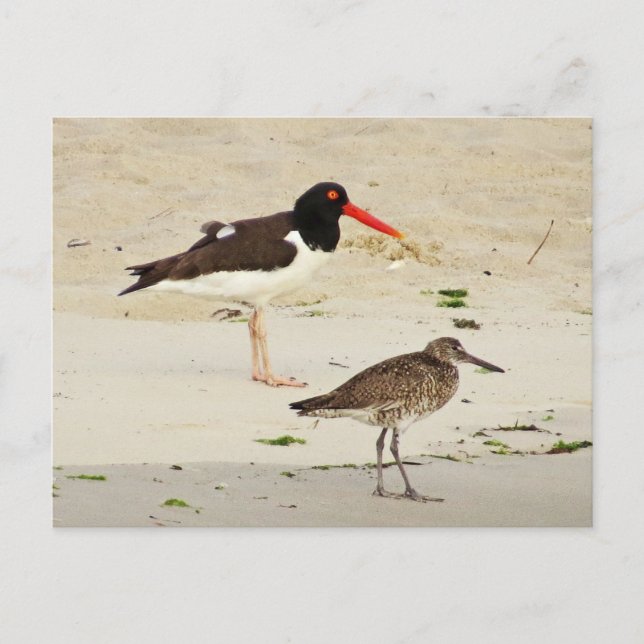 American Oystercatchers Photo Vykort (Framsida)