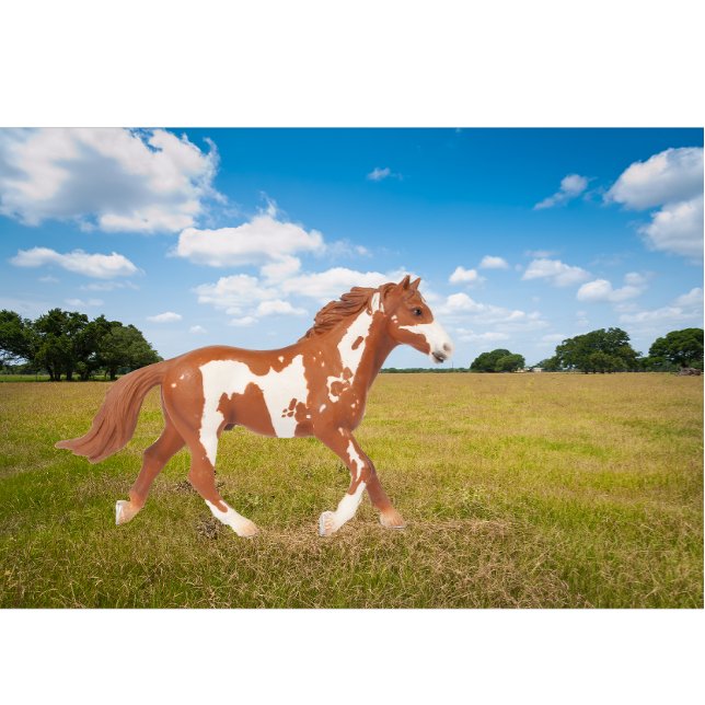 American Paint Horse T Shirt (Skapare uppladdad)