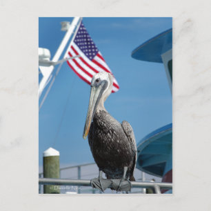 American Pelican Postcard Vykort