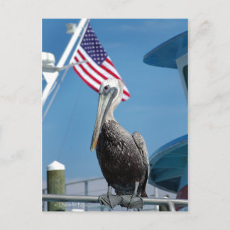American Pelican Postcard Vykort