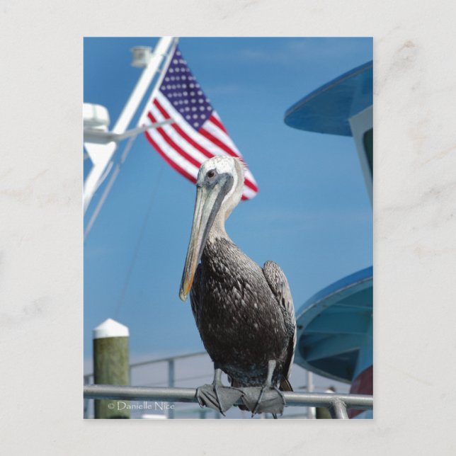 American Pelican Postcard Vykort (Framsida)