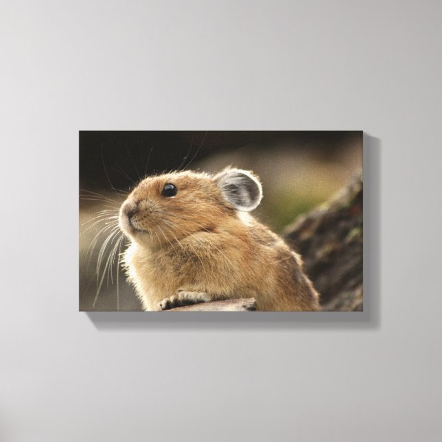 American Pika Canvastryck (Framsida)