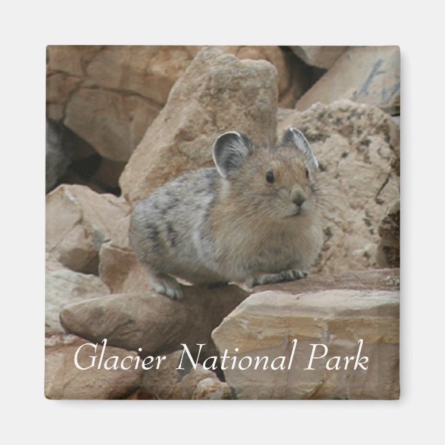 American Pika, Glacier National Park Magnet (Framsidan)