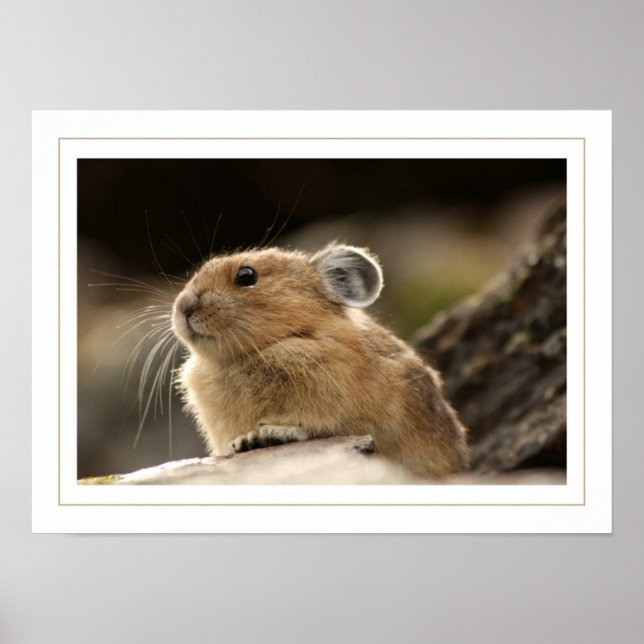 American Pika Poster (Framsidan)