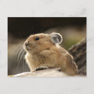 American Pika Vykort