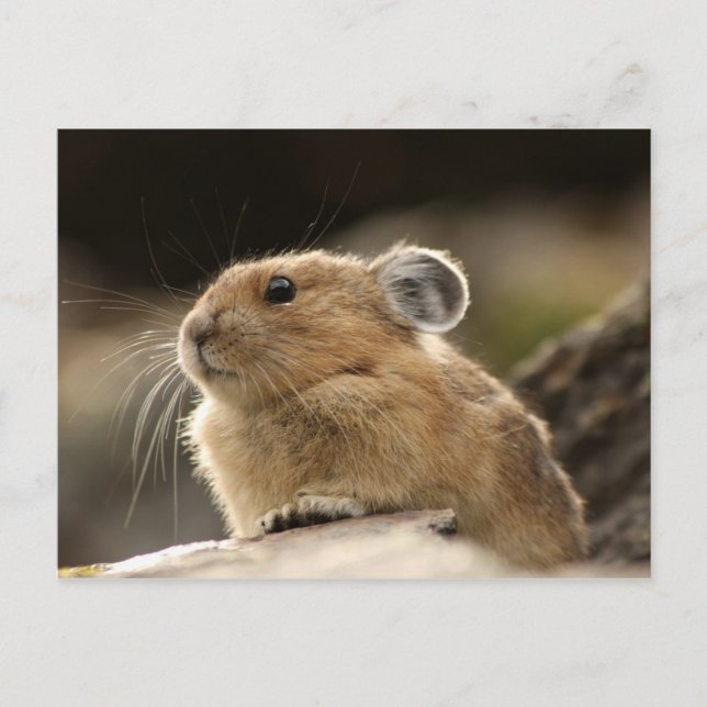 American Pika Vykort (Framsida)