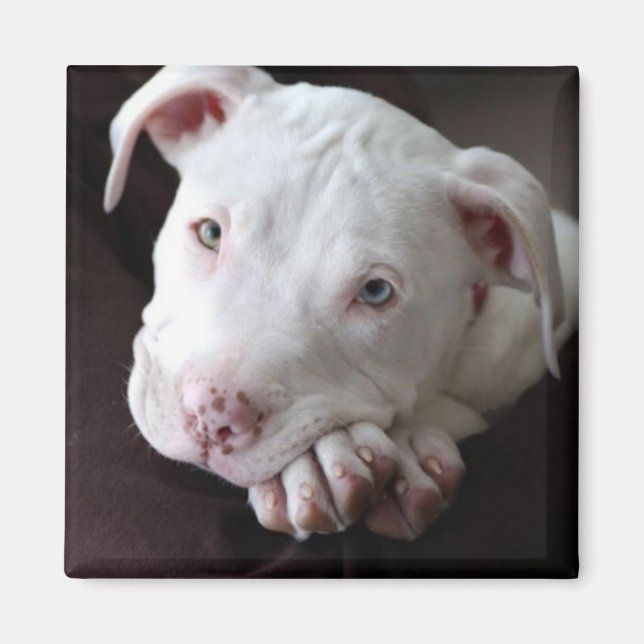 American Pit Bull Puppy Magnet (Framsidan)