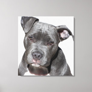American Pit Bull Terrier Canvastryck