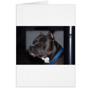 American Pit Bull Terrier Hälsningskort