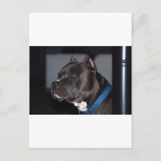 American Pit Bull Terrier Vykort