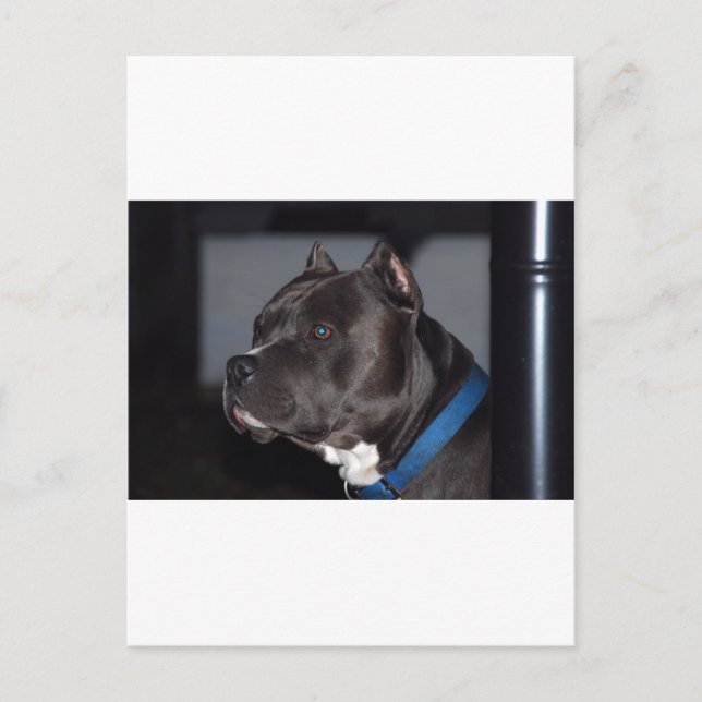 American Pit Bull Terrier Vykort (Framsida)