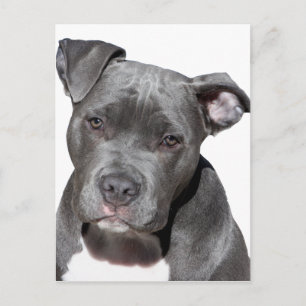American Pit Bull Terrier Vykort