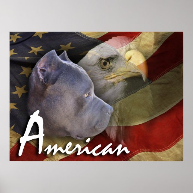 American Pitbull Terrier Hund, Flagga, Örn Poster (Framsidan)