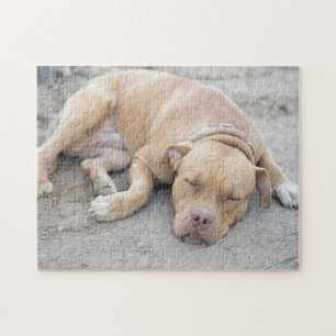 American Pitbull Terrier Hund Pussel