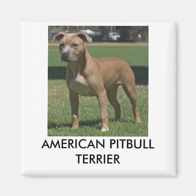 American Pitbull Terrier Magnet (Framsidan)