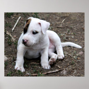 American PItbull Terrier Puppy Hund Poster