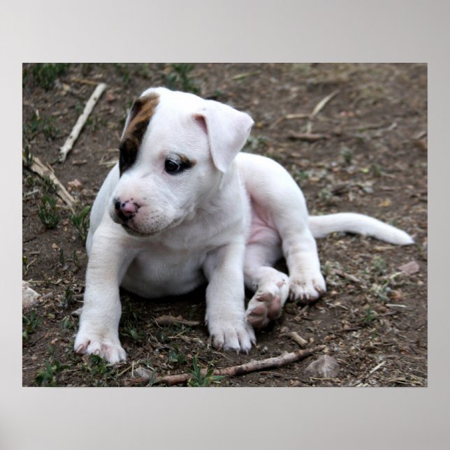 American PItbull Terrier Puppy Hund Poster (Framsidan)