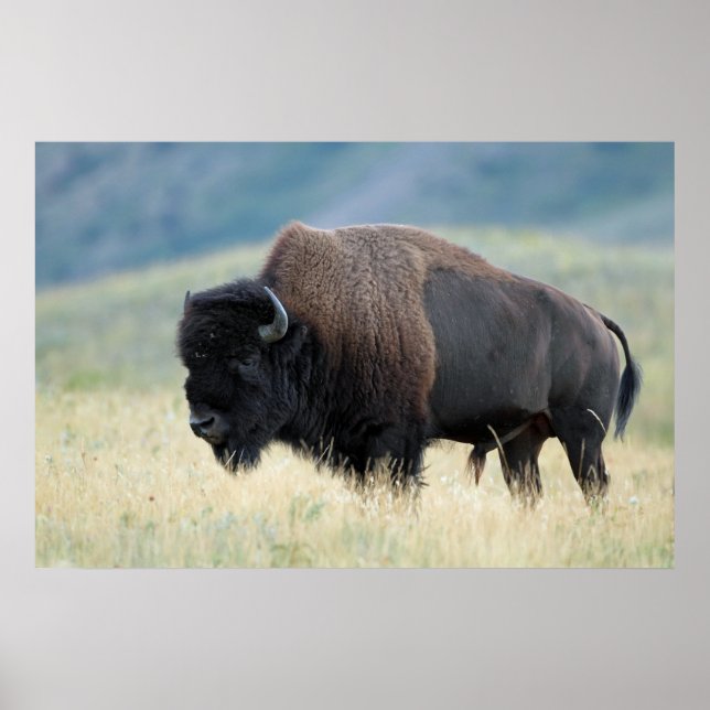 American Plains Bison Poster (Framsidan)