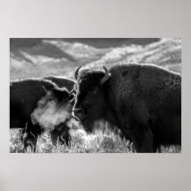 American Plains Bison