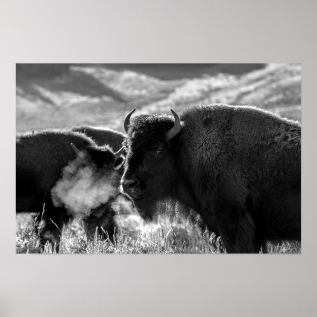 American Plains Bison Poster (Framsidan)