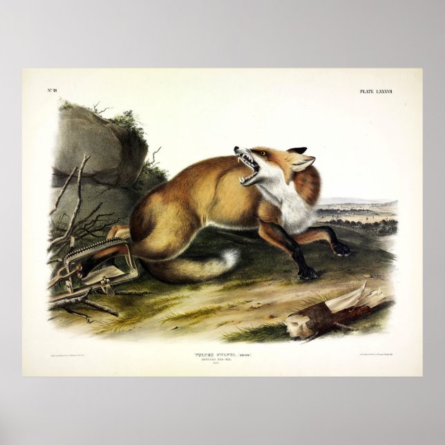 American Red Fox, Vulpes vulpes fulvus av Audubon Poster (Framsidan)