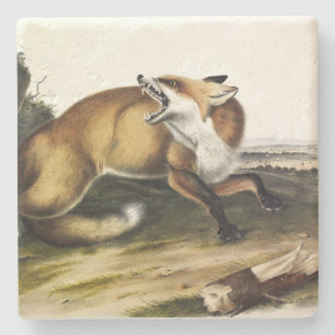 American Red Fox, Vulpes vulpes fulvus av Audubon Stenunderlägg