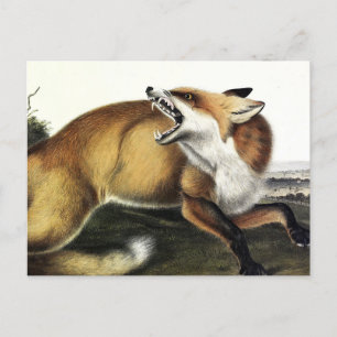 American Red Fox, Vulpes vulpes fulvus av Audubon Vykort
