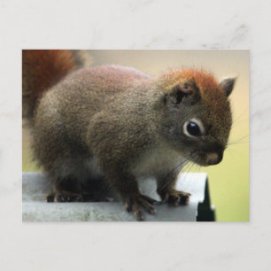 American Red Squirrel Vykort