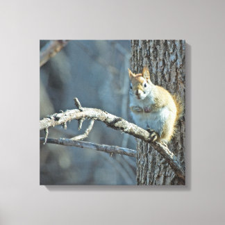 American Red Squirrel - Wildlife Photography Canvastryck