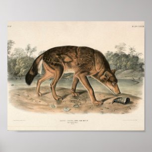 American Red Texan Varg (Canis lupus) Woodland Poster