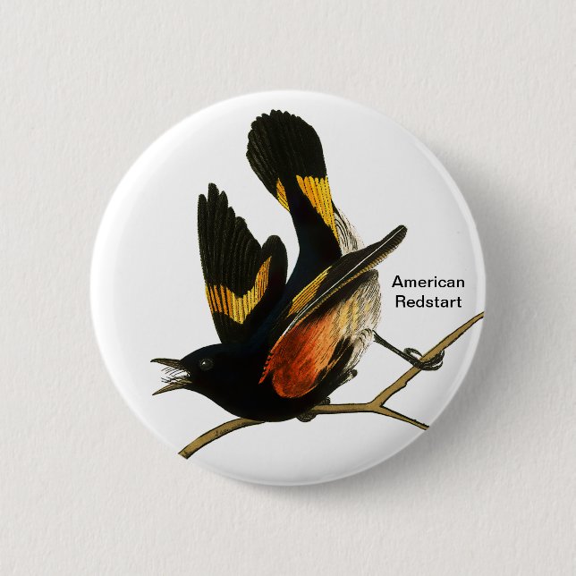 American Redstart av John James Audubon, Birder Knapp (Framsida)
