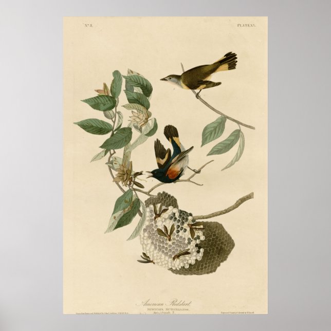 American Redstart Poster (Framsidan)