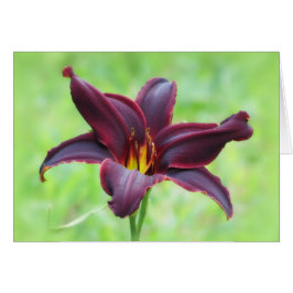 American Revolution Daylily Hälsningskort