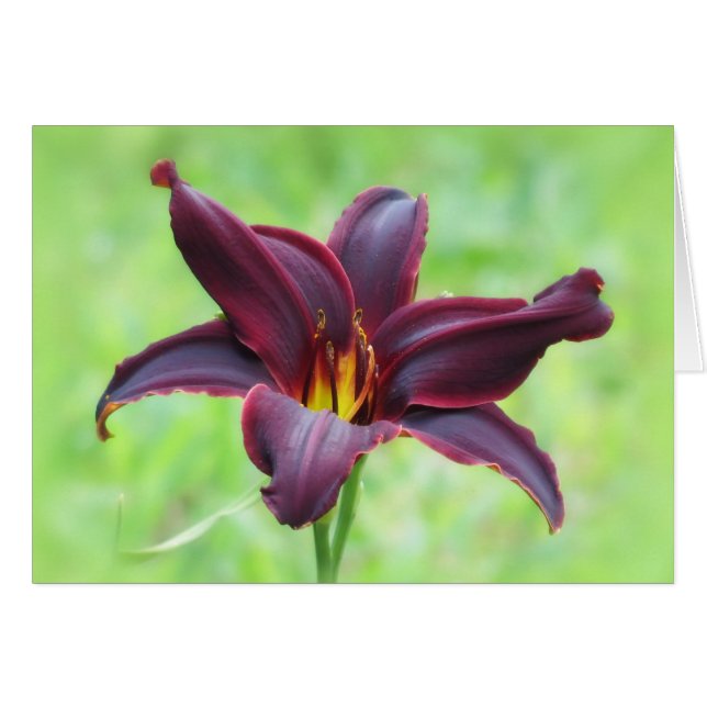 American Revolution Daylily Hälsningskort (Framsidan Horizontal)