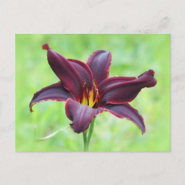 American Revolution Daylily Vykort (Framsida)