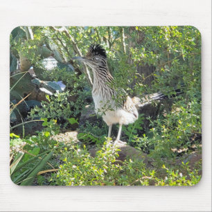 American Roadrunner i Arizona Desert Musmatta